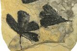 Four Jurassic Leaf (Ginkgo) Fossils - Yorkshire, England #210991-1